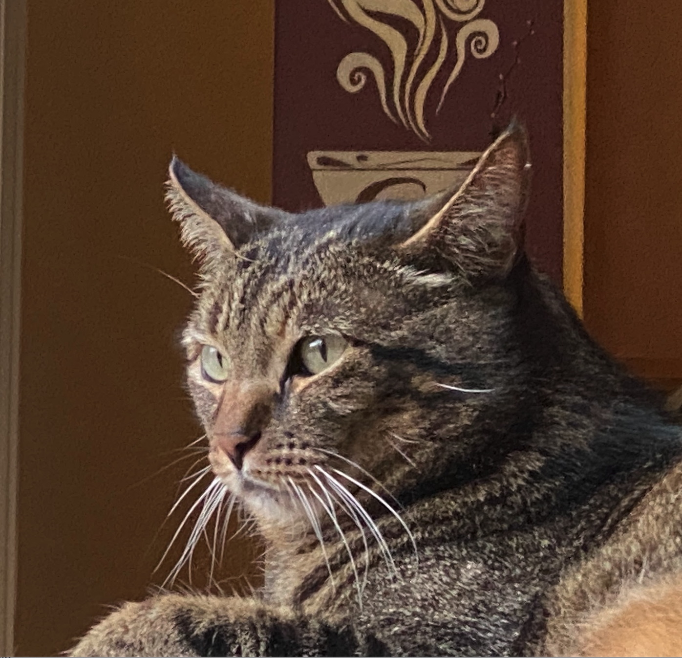 Cat Tabby